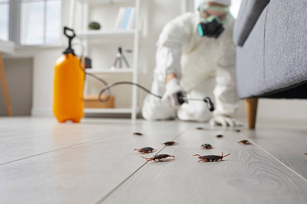 Trusted Cockroach Control service in Laconia, NH - Nex Pest Control